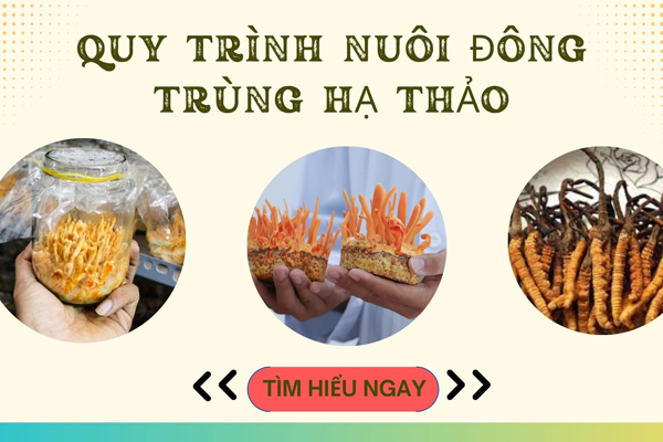 Hướng dẫn quy trình nuôi đông trùng hạ thảo đạt chuẩn 100%