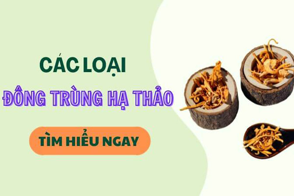 Đông trùng hạ thảo có mấy loại? là những loại ...