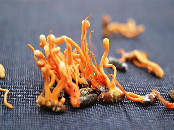 Nấm Cordyceps sinensis ký sinh trên nhộng tằm tạo nên nhộng đông trùng hạ thảo