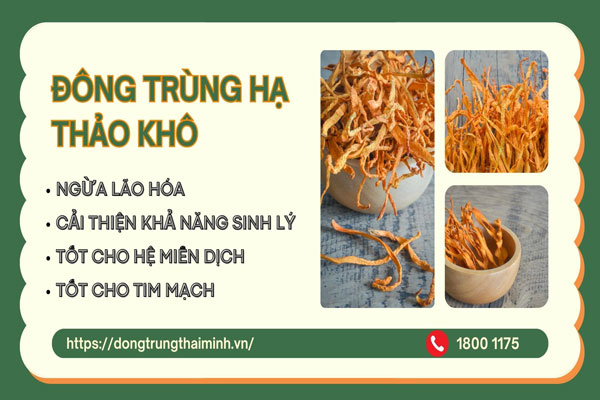 Đông trùng hạ thảo khô là gì? Công dụng, cách ...