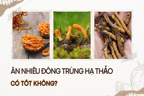 Ăn nhiều đông trùng hạ thảo có tốt không? bao ...