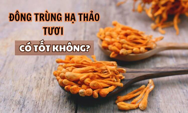 Đông trùng hạ thảo tươi là gì? Cách sử dụng ...